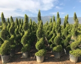 limoni-servi-cupressus-macrocarpa-goldcrest-topiary-1