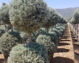 mavi-servi-cupressus-arizonica-glauca-topiary-1